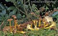 Craterellus tubaeformis - lutescens-amf384-amf386